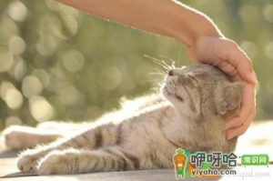 猫咪摸它哪里最舒服