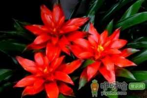 水塔花能在水中培养吗