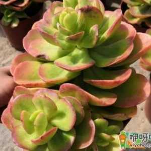 多肉红梅大量黄叶是怎么回事