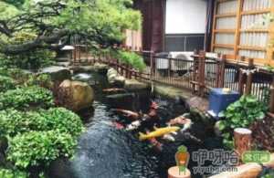锦鲤鱼池怎样养水