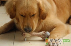 鸡腿骨头能喂狗吗
