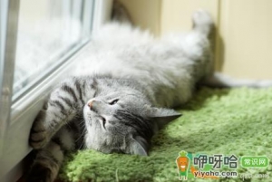 猫咪养阳台会感冒吗