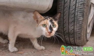 猫咪坐车晕车应激反应怎么办