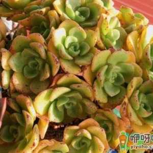 火祭适合用大盆还是小盆