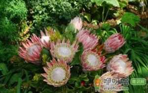 帝王花怎么养在花瓶里