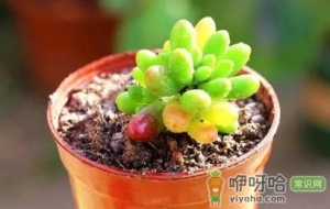 虹之玉零下2℃会死吗