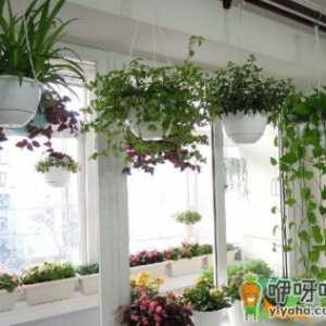 夏天花招虫子怎么办