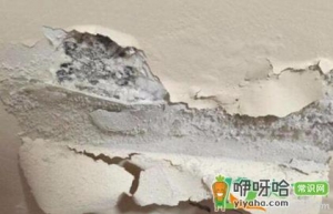 墙掉灰是没加胶水么