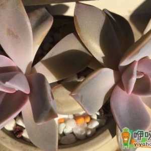 多肉怎么养的又肥又胖