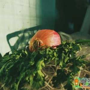 除甲醛洋葱效果好吗