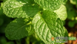 柠檬薄荷好养活吗