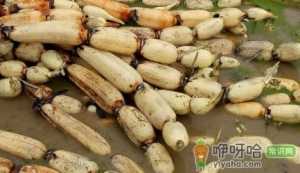 莲藕发紫是怎么回事