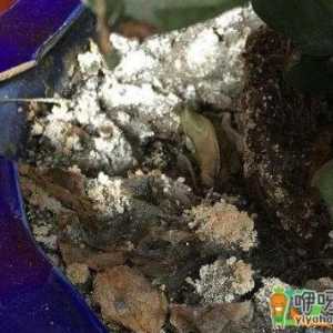 花盆土泛白用白醋有用吗