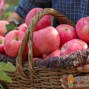 嘎啦苹果是哪里产的