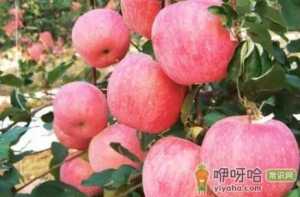 苹果春梢停长的原因是什么