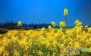 春季种植油菜花需要排水还是催熟