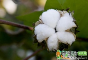 棉花做的棉裤暖和吗