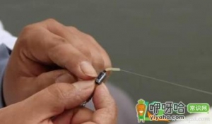 钓大鱼用什么子线好