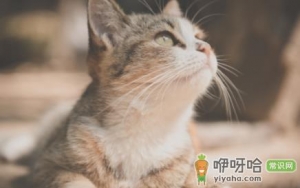 给猫咪磨牙用什么好