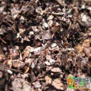 怎样把生土变成好土