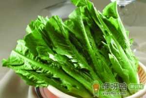 油麦菜怎么看新不新鲜