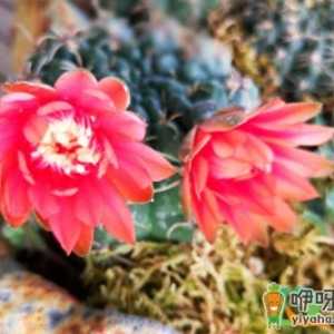 绯花玉换盆需要浇透水吗
