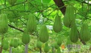 佛手瓜只长藤不结果是怎么引起的