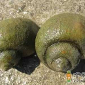怎么消灭福寿螺而不伤鱼虾