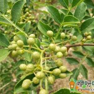 花椒树怎样修剪多挂果