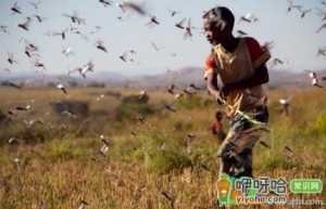 黄脊竹蝗入侵云南普洱市严重吗
