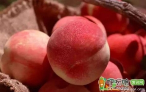 什么东西可以去桃子毛