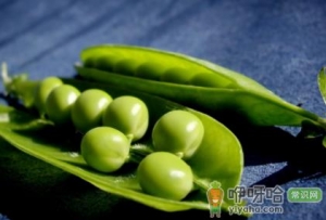 青豆是豌豆还是毛豆