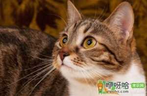 猫咪胡子被剪了会怎样