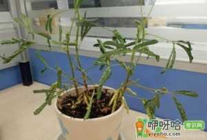 含羞草蔫了还有救吗怎么救