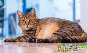 猫咪会热中暑吗