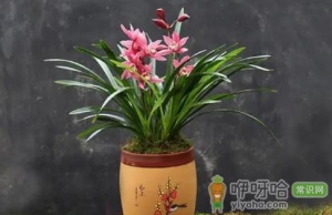 红贵妃兰花好养活吗