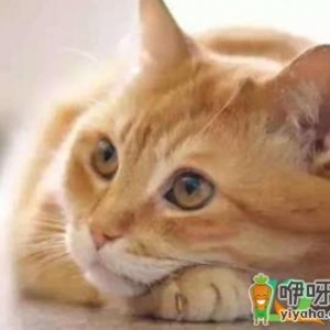 猫咪太闹腾了怎么调教