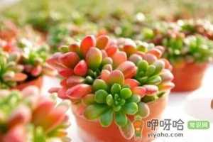 虹之玉好不好养活