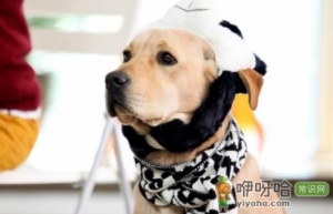 狗是不是不能吃香菜