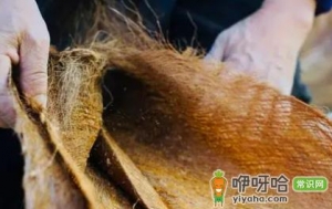 棕垫长虫子怎样消灭