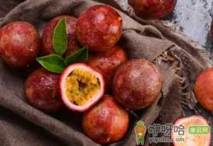 百香果秋种什么时候开始