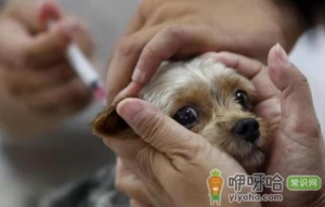 狗打了疫苗拉稀会不会受影响