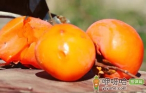 柿子的热量是多少