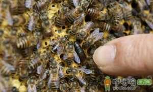30只蜜蜂1只蜂王能繁殖吗