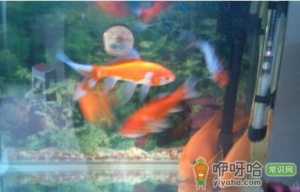 鹦鹉鱼和金鱼会打架吗