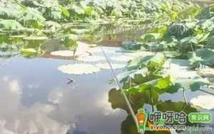 热天钓黑鱼几点有口