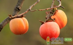 梦见柿子预示着什么