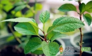 芒果幼苗叶片萎蔫是咋回事