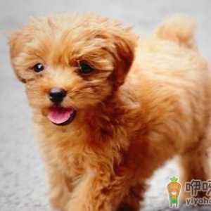 12306宠物托运需办理什么证件