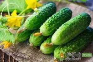 早春黄瓜冷害和冻害原因是什么